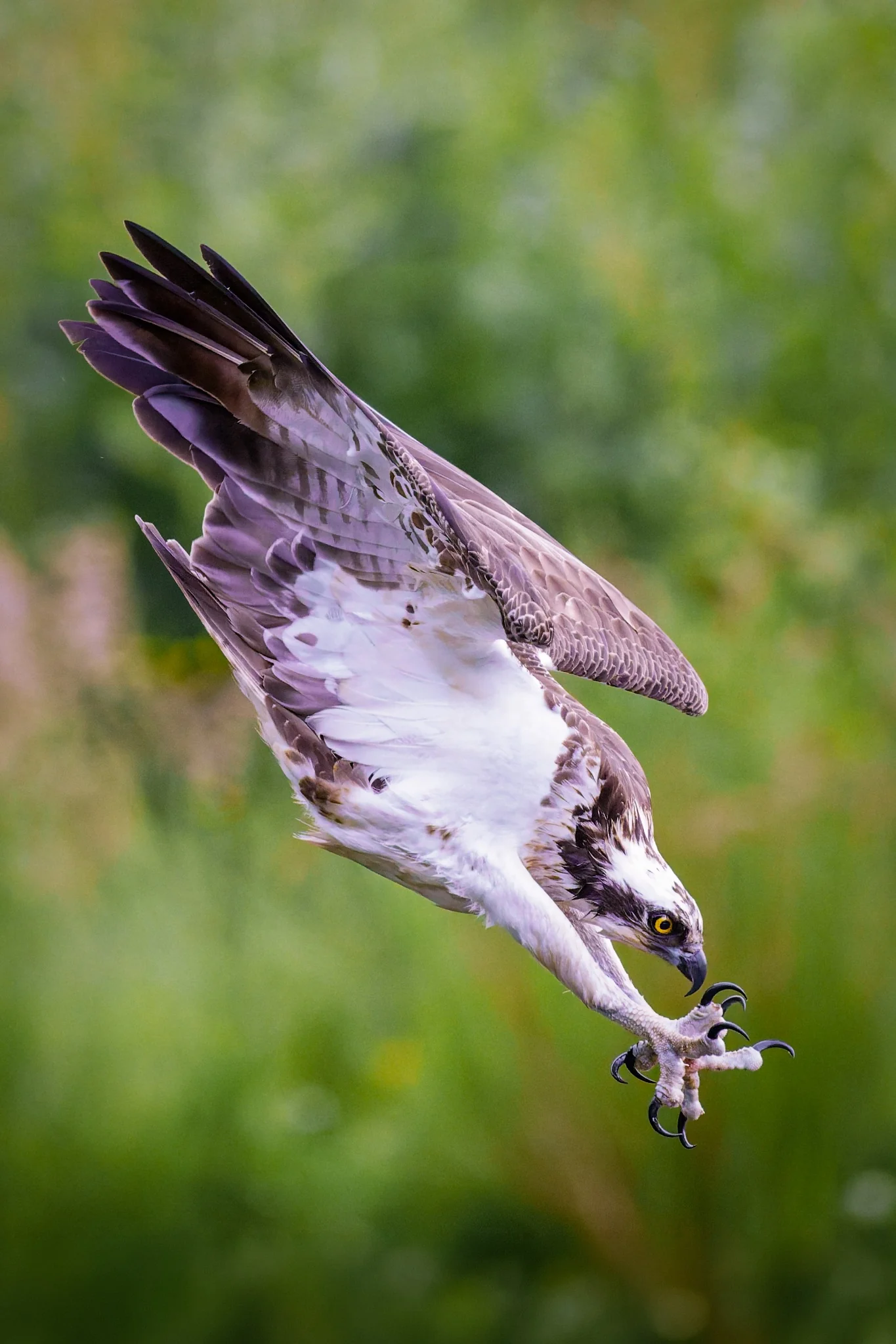 Aviemore Ospreys Gallery One