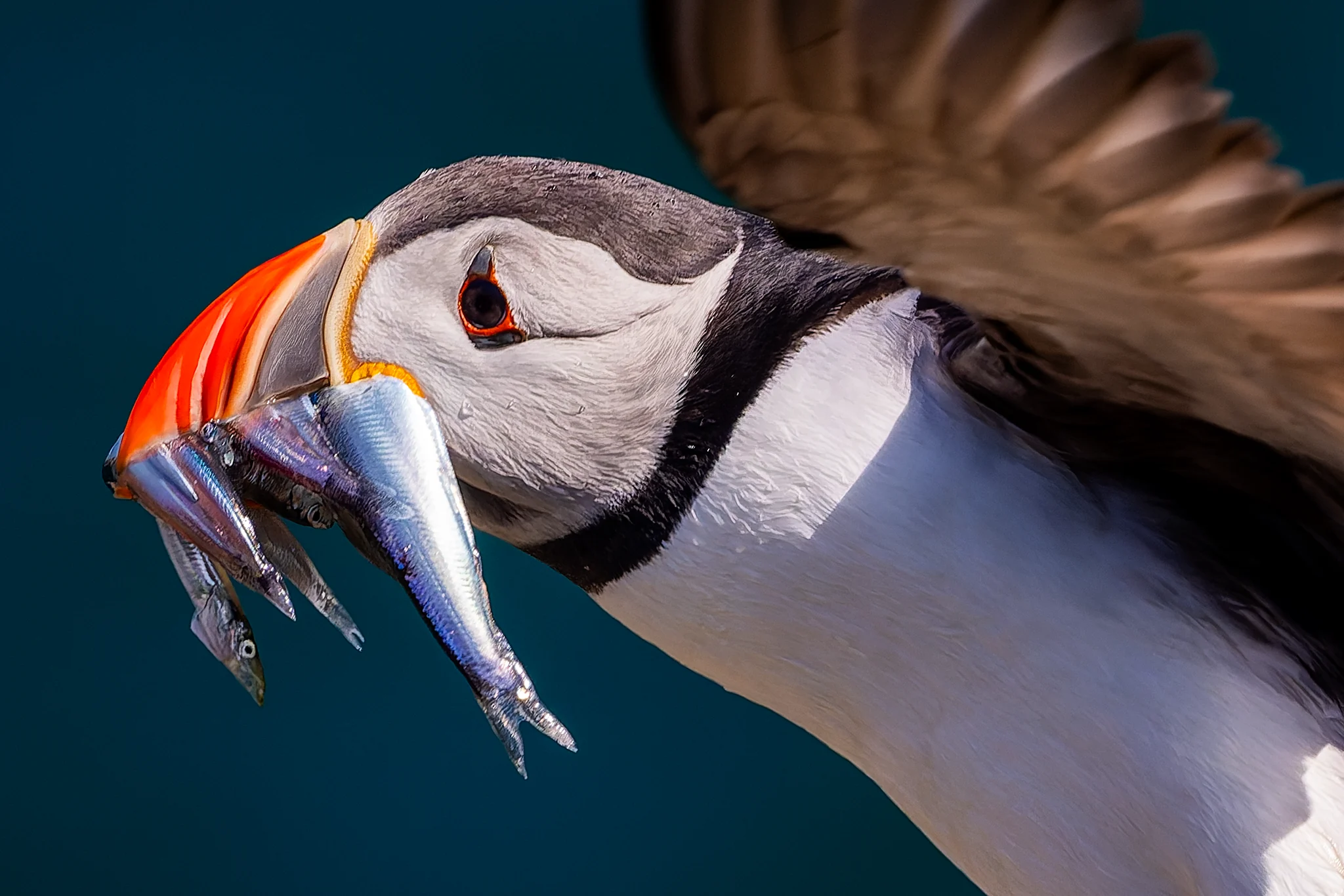 A Beak Full