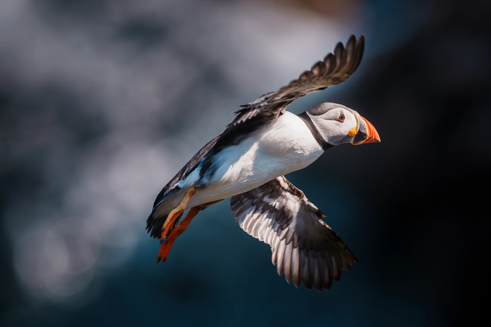 Coastal Flight