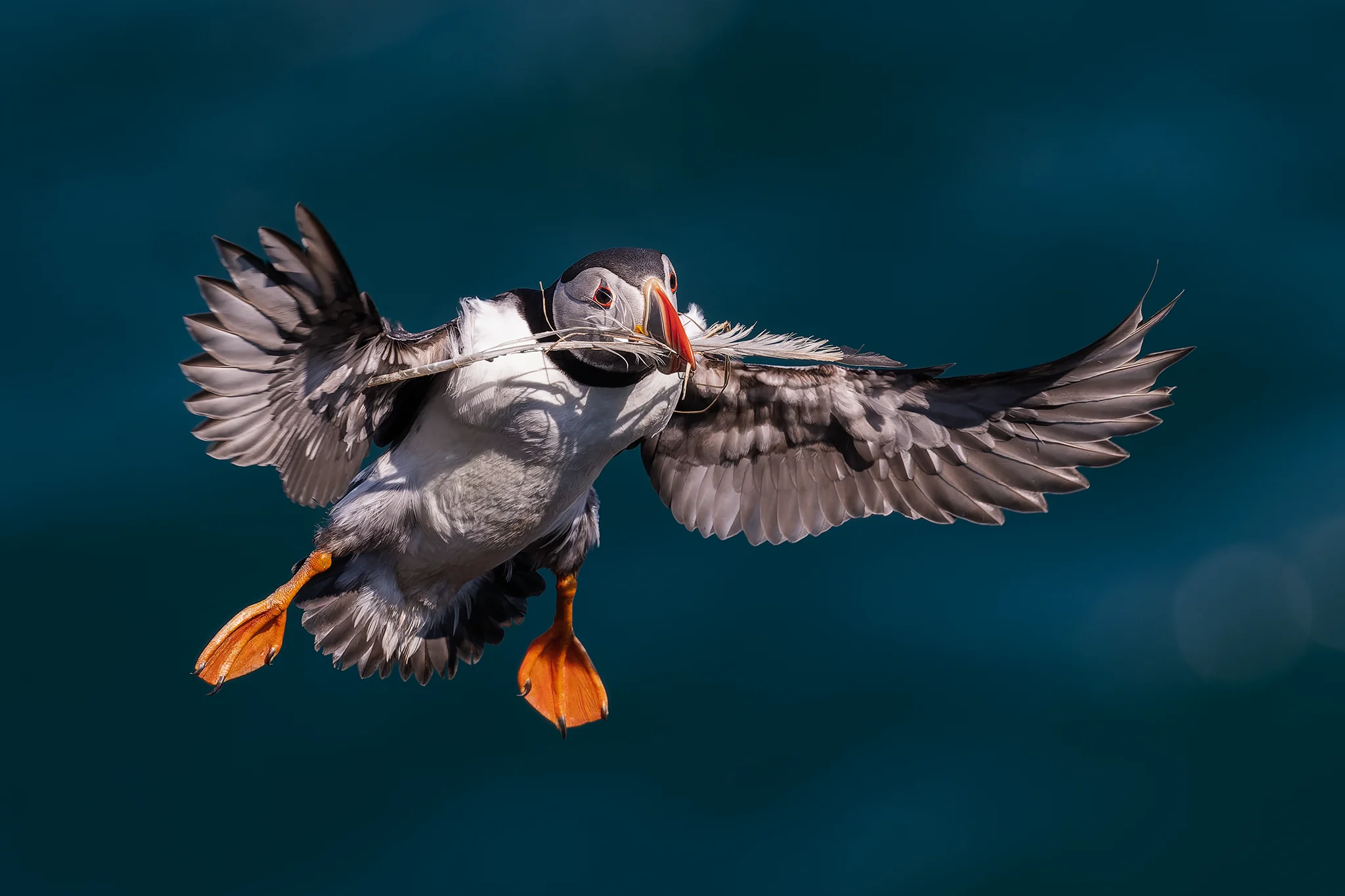 Puffins
