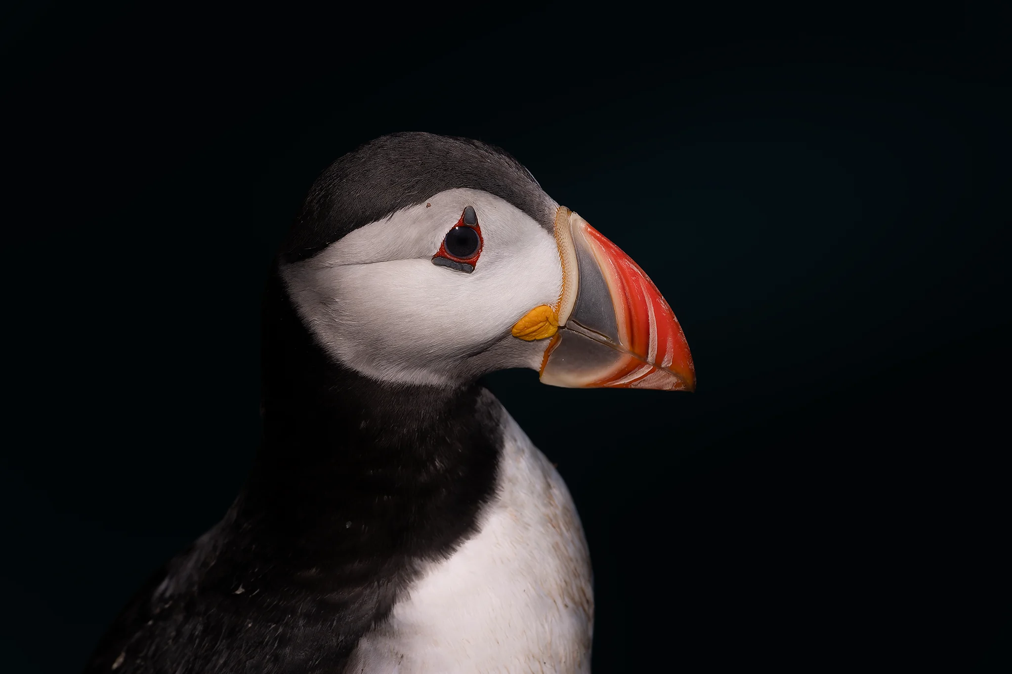A Portrait