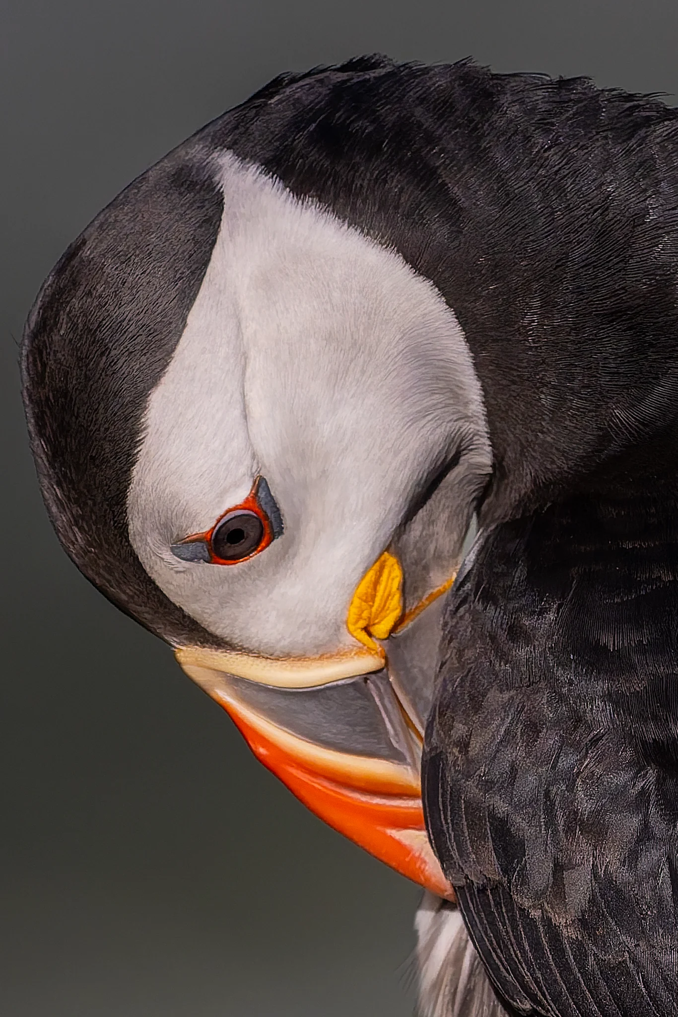 Puffins