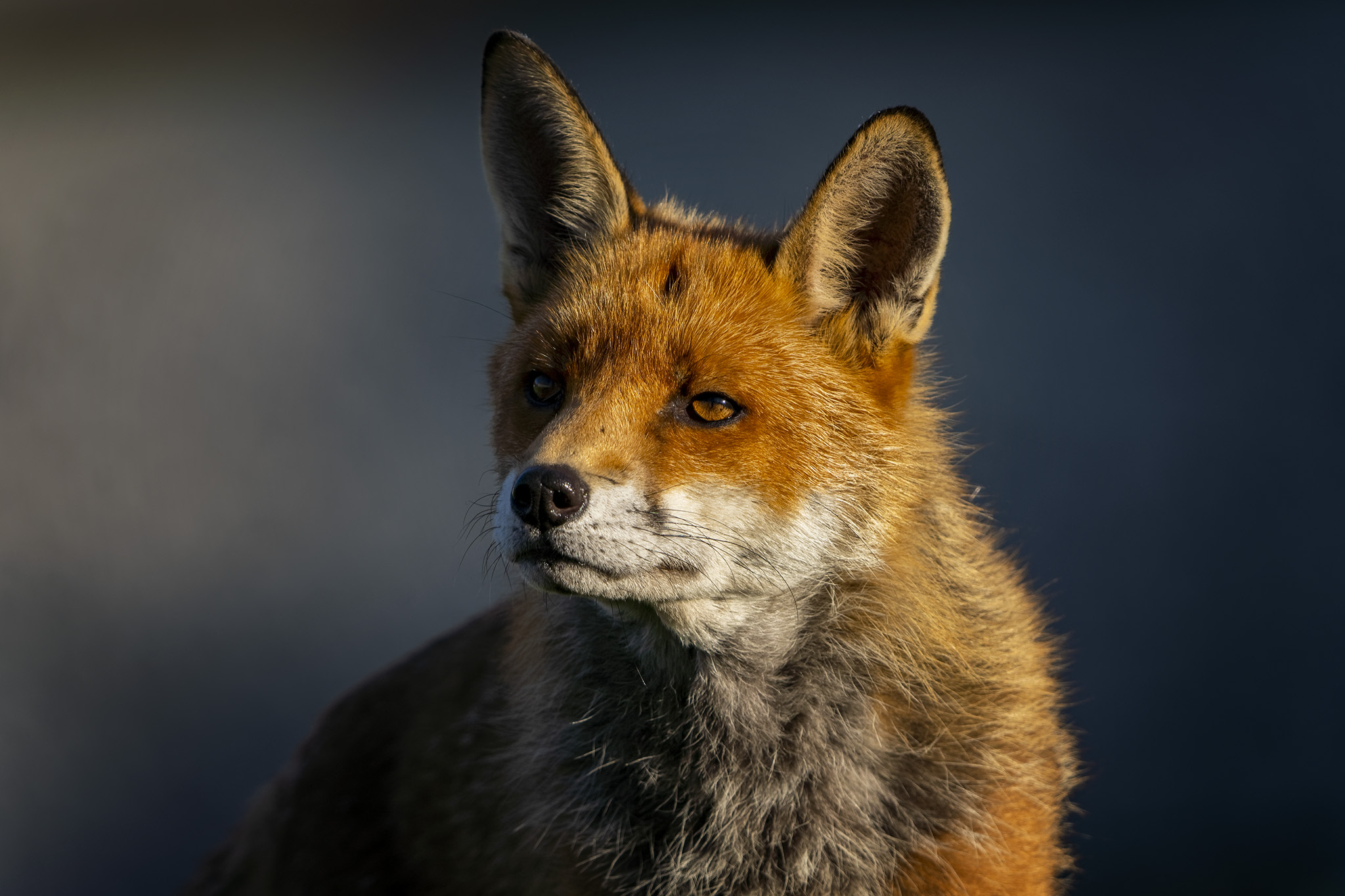 Urban Foxes