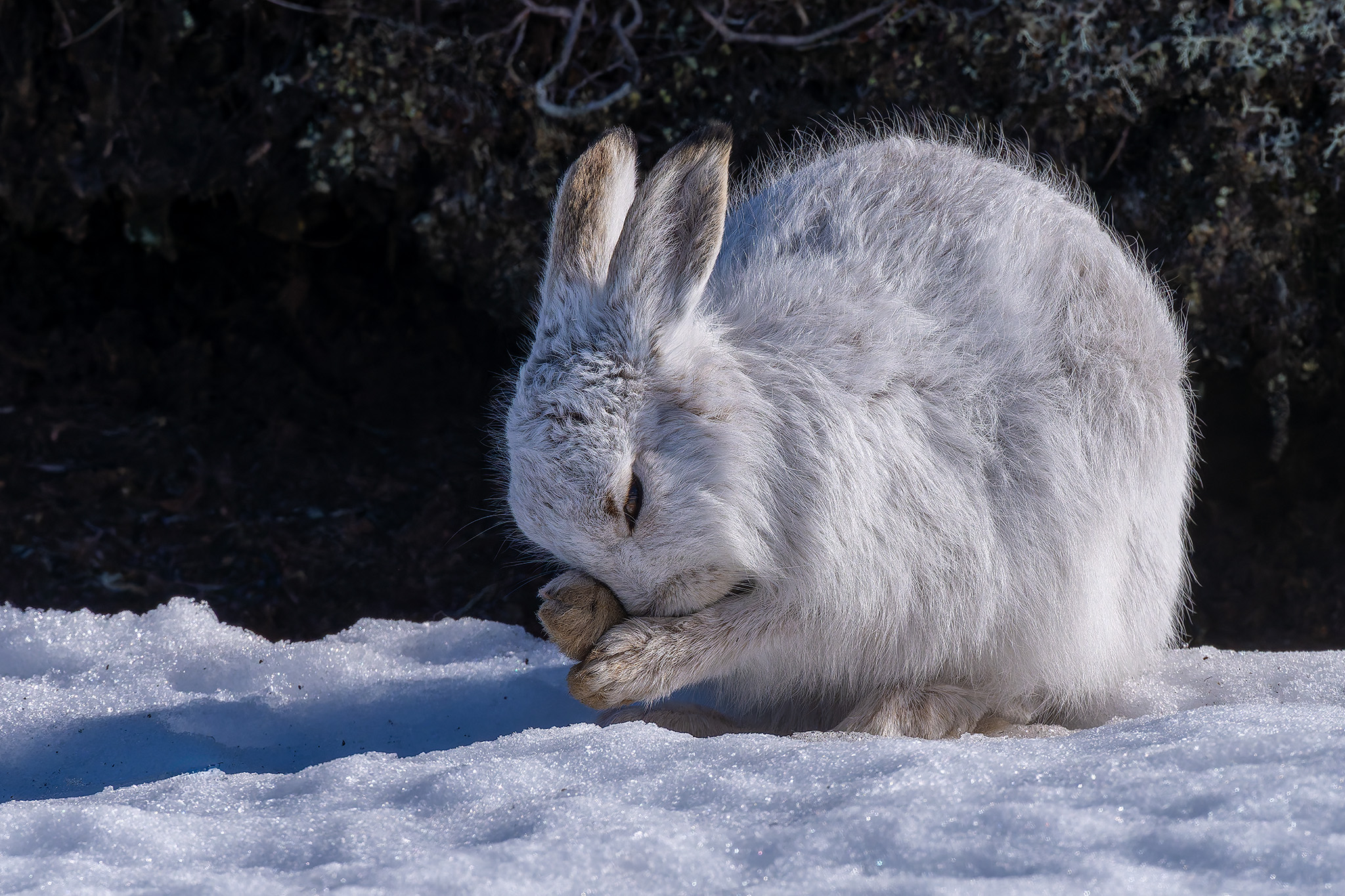 Mountain Hares-Glenshee