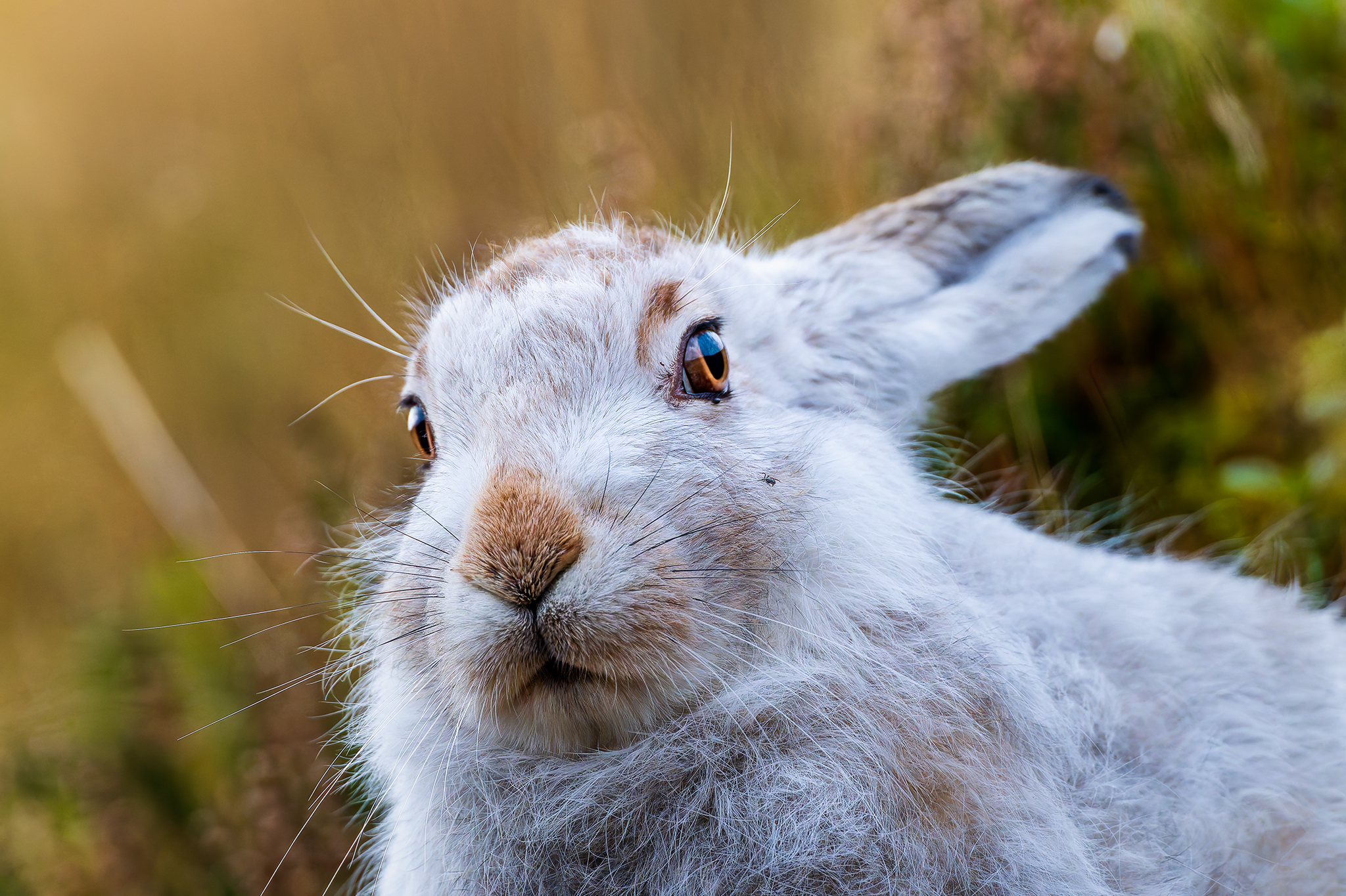 Mountain Hares-Coignafearn