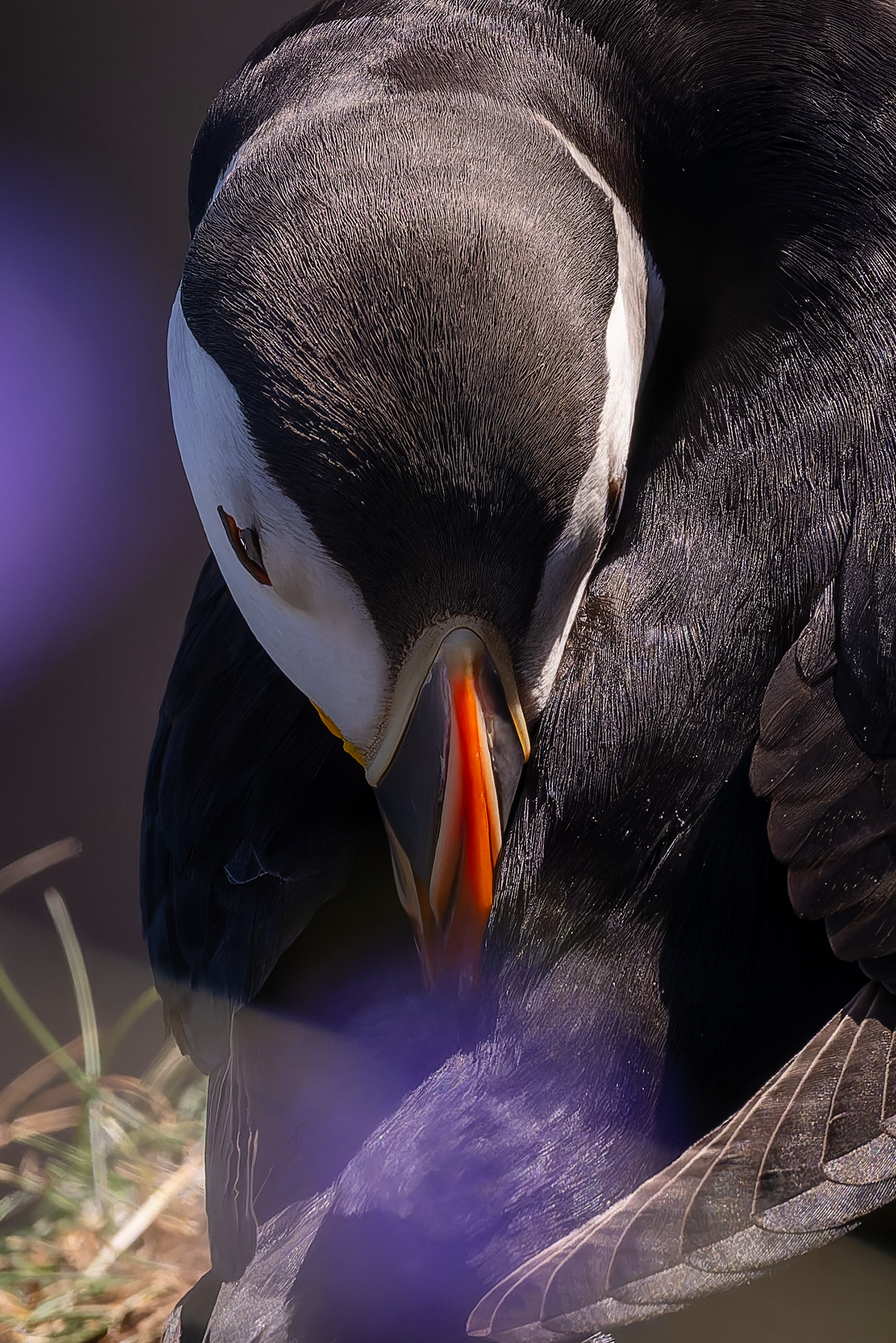 Preening